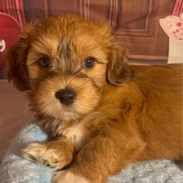 Calvin - Red sable male Havanese puppy in Clermont, Florida from Country Sweet Havanese and Creative Coaching