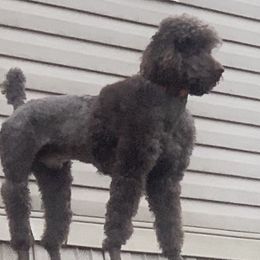 CharlIe - Poodle