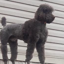 CharlIe - Poodle
