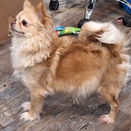 Jolene - Chihuahua