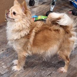 Jolene - Chihuahua