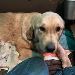Doberman Pinschers, Flat-Coated Retrievers, and Golden Retrievers from Creekwood Kennel