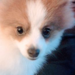 Pomeranians from Misty's Pomeranians