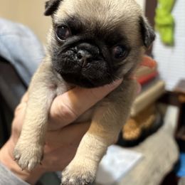 Orange - Fawn male Pug puppy in Altoona, Pennsylvania from Ivyside Pugs