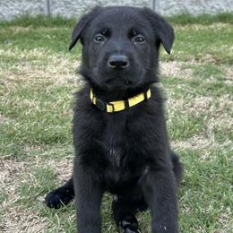 Diesel - Black male German Shepherd puppy in Pelzer, South Carolina from Lisa's Canines