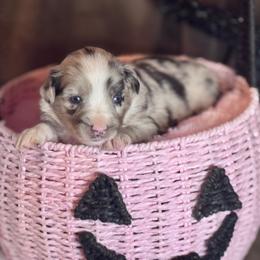 Fluttershy - Blue merle female Australian Shepherd puppy in California from Eagle River Aussies