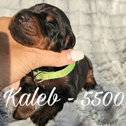 Kaleb - Black and rust male Doberman Pinscher puppy in Aurora, Indiana from Double-Take Doberman Kennels