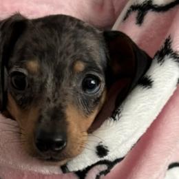 Dachshunds from Mini Dachshunds of New Mexico