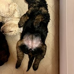 Poodle Puppies from Earthstone Poodle