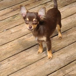Ross - Chocolate and tan Chihuahua puppy in Pea Ridge, Arkansas from Rockin Robbins Chihuahuas