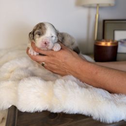 Blitzen - Brown merle male Aussiedoodle puppy in Sweetwater, Florida from Sandy Snout Doodles