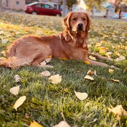 Oakley - Golden Retriever