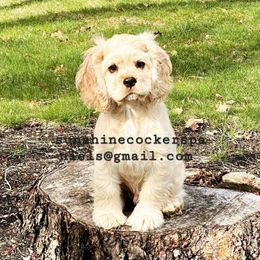 Cocker Spaniel Puppies from Sunshine Cocker Spaniels