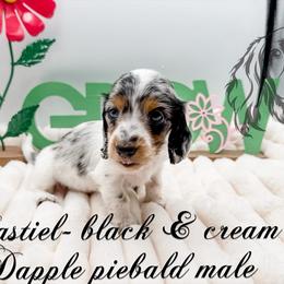 Castiel - Dapple male Dachshund puppy in Prairieville, Louisiana from Southern Barron Danes & Dachshunds