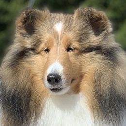 Capri - Shetland Sheepdog