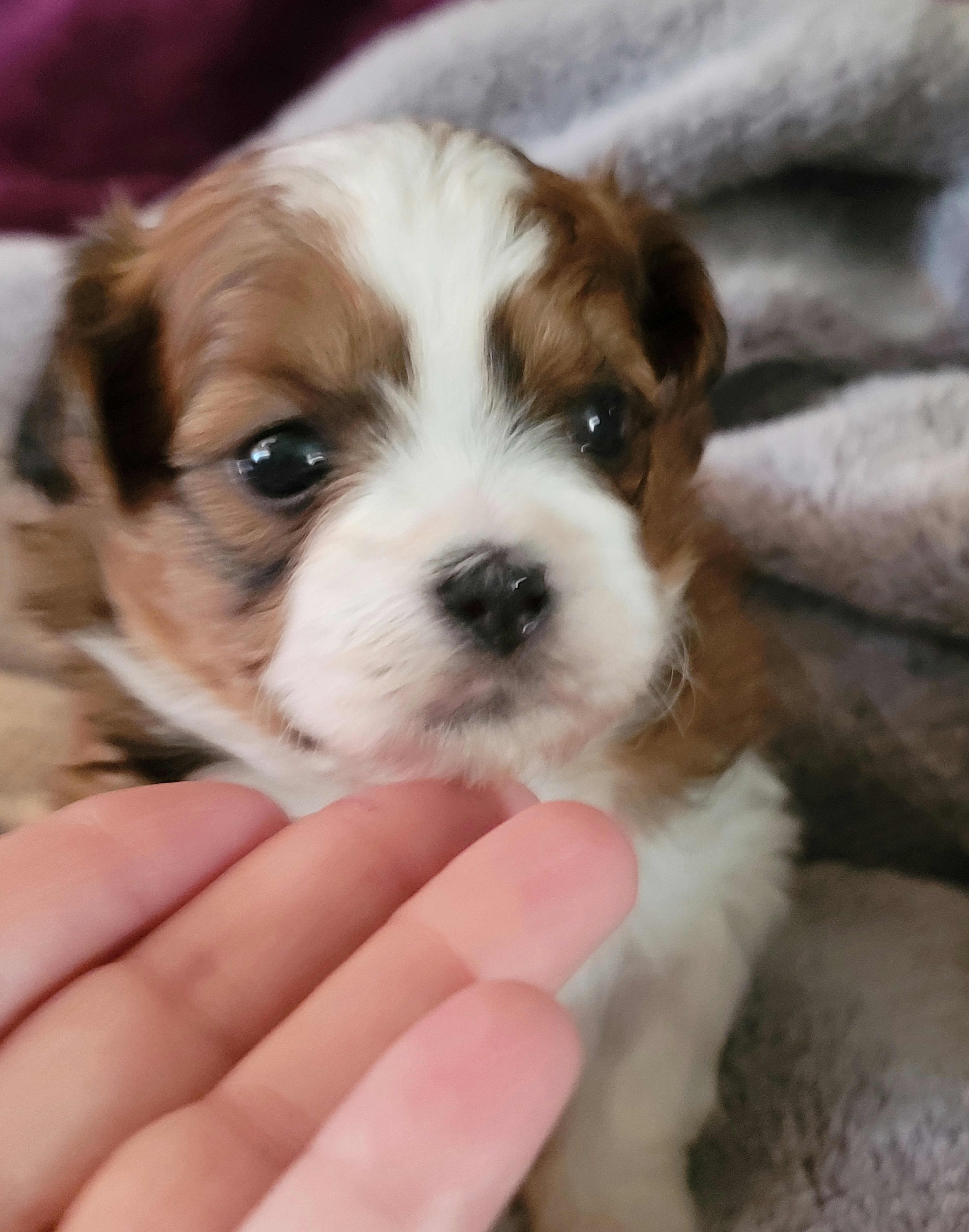 Shih Tzu Puppies from Grandma Ts Precious Puppies