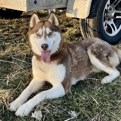 Willow - Siberian Husky