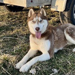 Willow - Siberian Husky