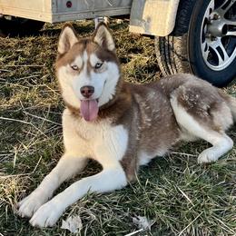 Willow - Siberian Husky