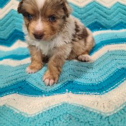 Australian Shepherd Puppies from Whitfarm Aussies