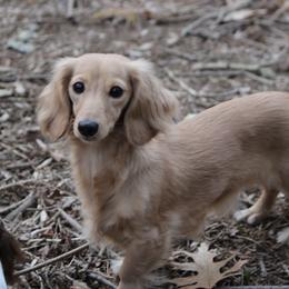 Tater - Dachshund