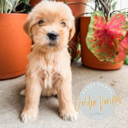 Oakley - Cream male Goldendoodle puppy in Jacksonville, Florida from First Coast Goldendoodles