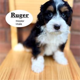 Ruger - Tri-color male Bernedoodle puppy in Jackson, Mississippi from T.M. Poodles & Doodles