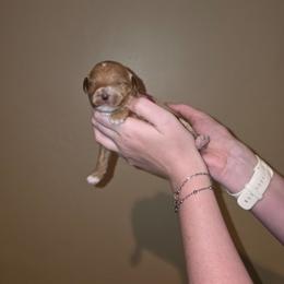 S'more - Parti female Goldendoodle puppy in Layton, Utah from Lauralyn's Goldendoodles