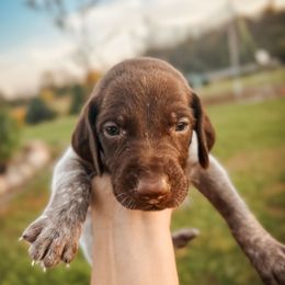 Blue Male - Liver and white male German Shorthaired Pointer puppy in Osakis, Minnesota from The W5 Ranch