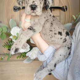 Great Dane Puppies from Pepper Mae Danes