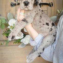 Great Dane Puppies from Pepper Mae Danes