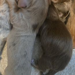 Chocolate and tan - Chocolate and tan male Dachshund puppy in Wichita Falls, Texas from Desert Willow Dachshunds