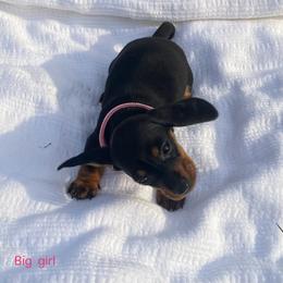 Big girl - Black and tan female Dachshund puppy in Clinton, Tennessee from 4-LOVES Dachshunds