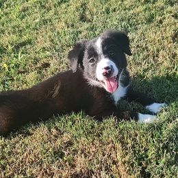 Black Diamond - ABCA - Black and white female Border Collie puppy in Bixby, Oklahoma from Bond Border Collies