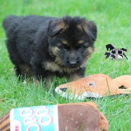 Cosmo - Black and red male German Shepherd puppy in Spencer, Wisconsin from T Double B LLC