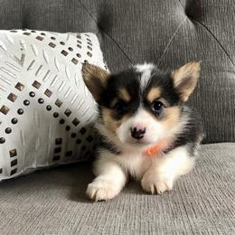 Pembroke Welsh Corgi Puppies from Lucky Pups Corgis