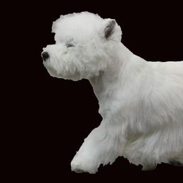 West Highland White Terriers from Darling Westies