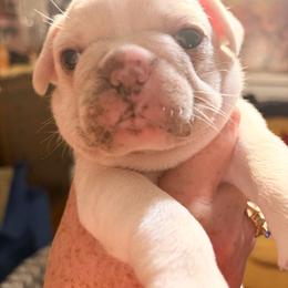 Pugsley - Cream male French Bulldog puppy in Wilkesboro, North Carolina from Frannie and Annie Shih Tzu Babies