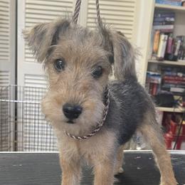 Girl 1 - Grizzle and tan female Lakeland Terrier puppy in Pompano Beach, Florida from Teraz