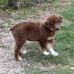 Daisy - Red tri-color female Australian Shepherd puppy in Plant City, Florida from G2K9’s