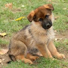 German Shepherd Puppies from Zeder Kamme German Shepherds