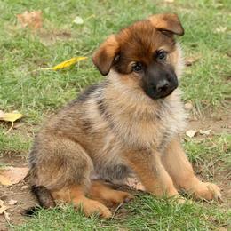 German Shepherd Puppies from Zeder Kamme German Shepherds