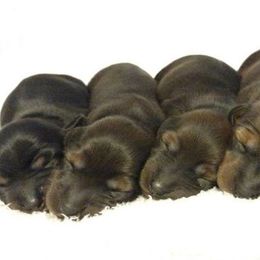 Dachshund Puppies from Cantrell Pups