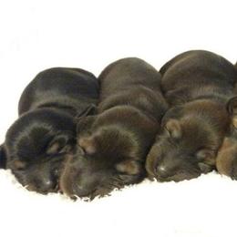 Dachshund Puppies from Cantrell Pups