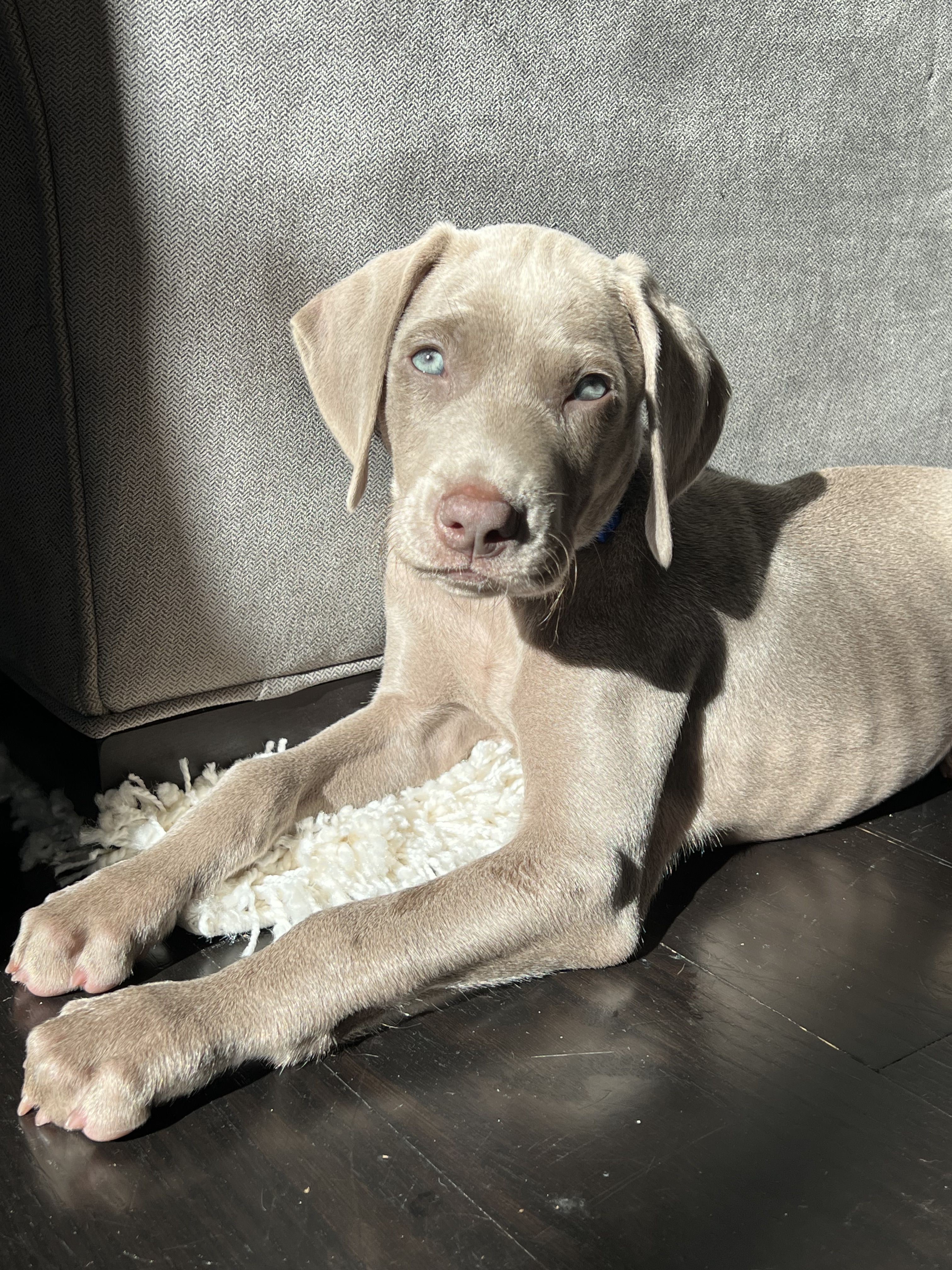 Weimaraner store breeders midwest