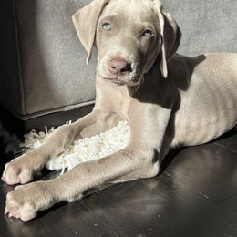 Vizsla and Weimaraner Puppies from Midwest Dream
