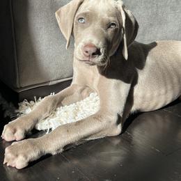 Vizsla and Weimaraner Puppies from Midwest Dream