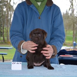 Labrador Retriever Puppies from SciFi Labradors