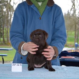 Labrador Retriever Puppies from SciFi Labradors