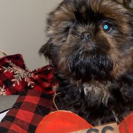 Girl 4 - Shih Tzu puppy in Wooster, Ohio from Mending Hearts Shih Tzu's